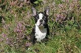 BOSTON TERRIER 081